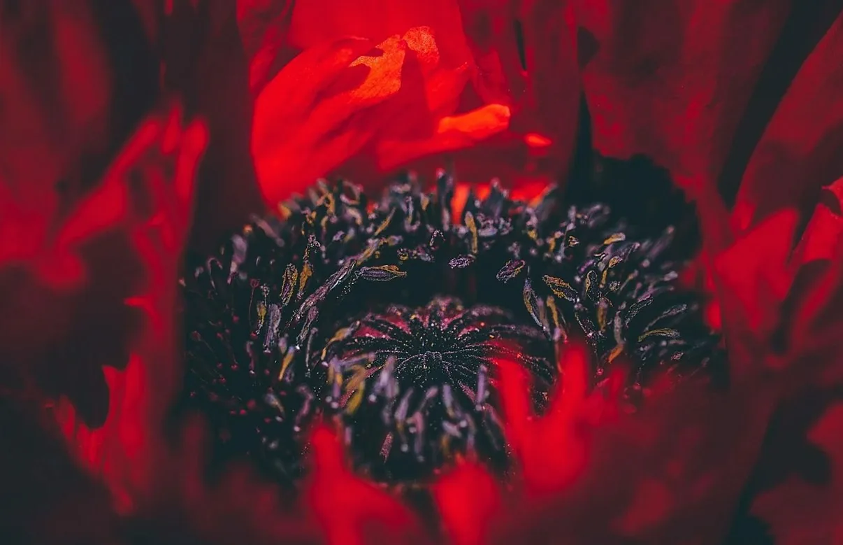 花と花びら