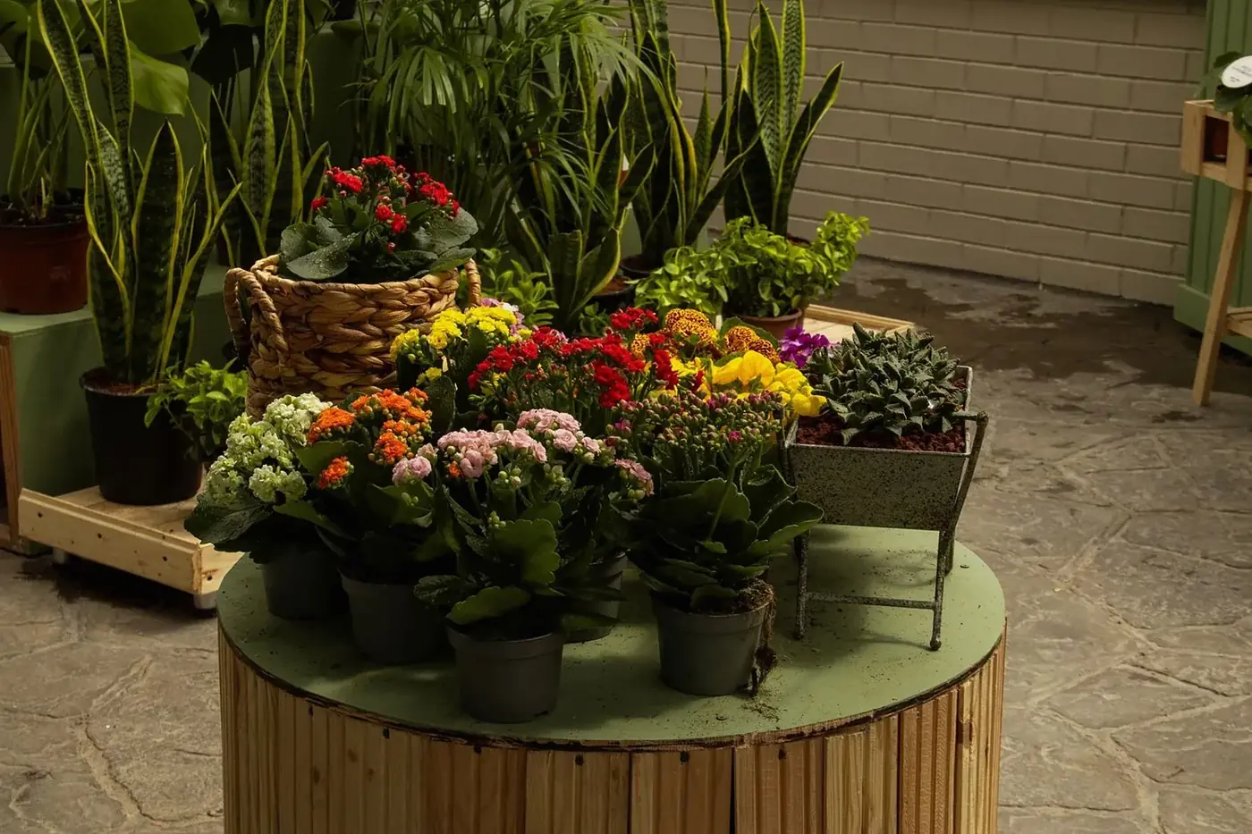室内ガーデンに並ぶ色鮮やかな鉢植え植物のコレクション