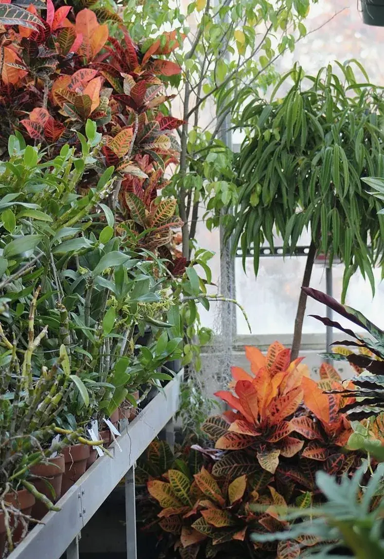 熱帯植物温室（第1温室）